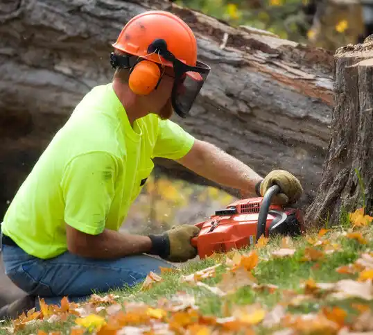 tree services Fairlee